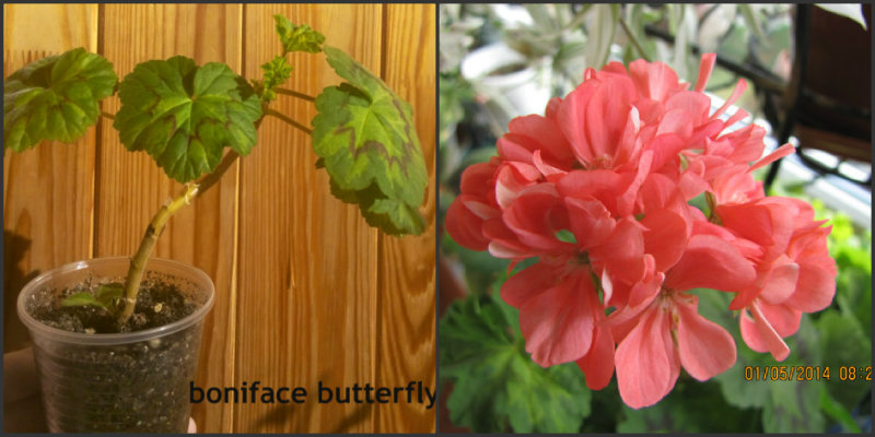 boniface butterfly.jpg