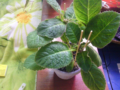 IMG_20150407_195610.jpg