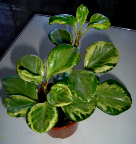 DSC00517.JPG