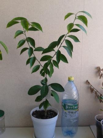 2015-04-08 09.43.34.jpg
