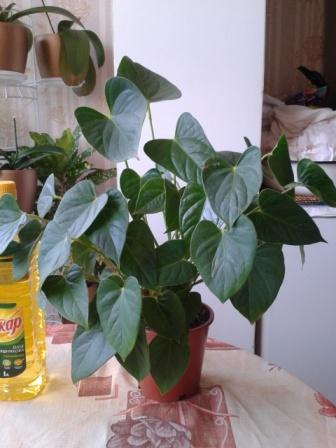 2015-04-08 09.49.35.jpg
