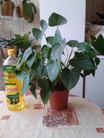 2015-04-08 09.49.21.jpg