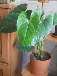 DSCN4051.JPG