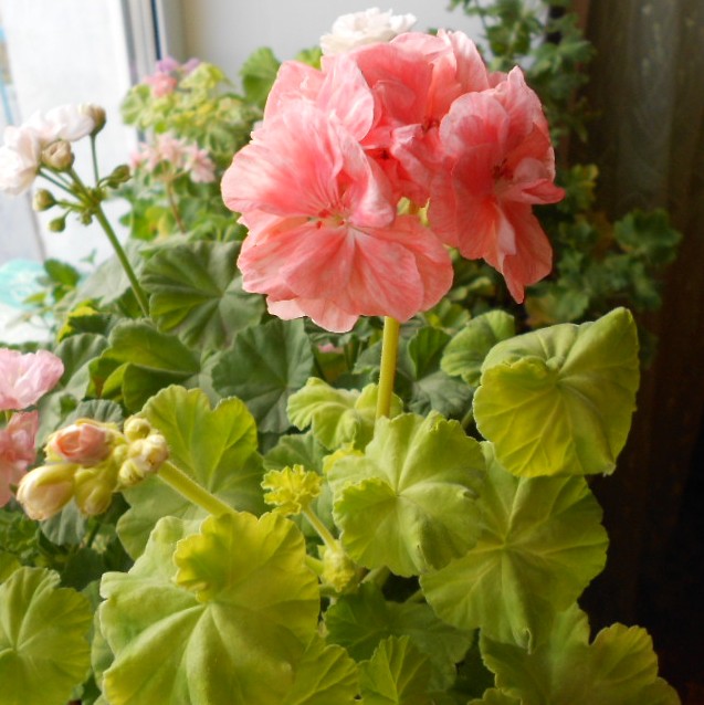 DSCN4232.JPG