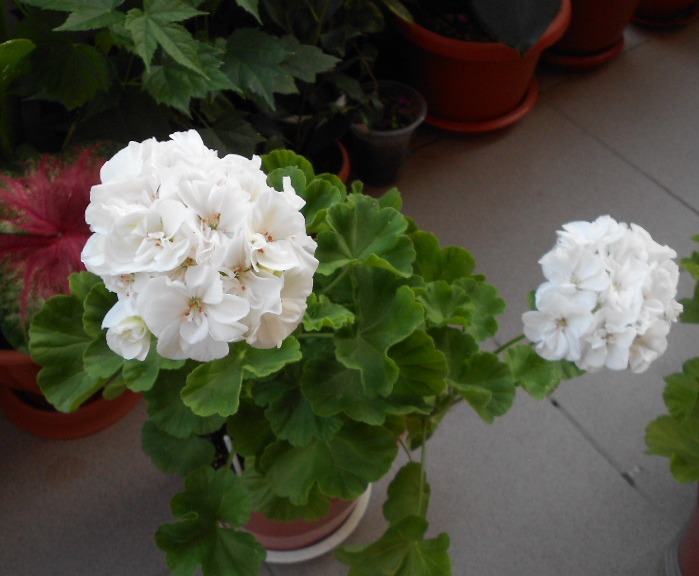 DSCN3987.JPG