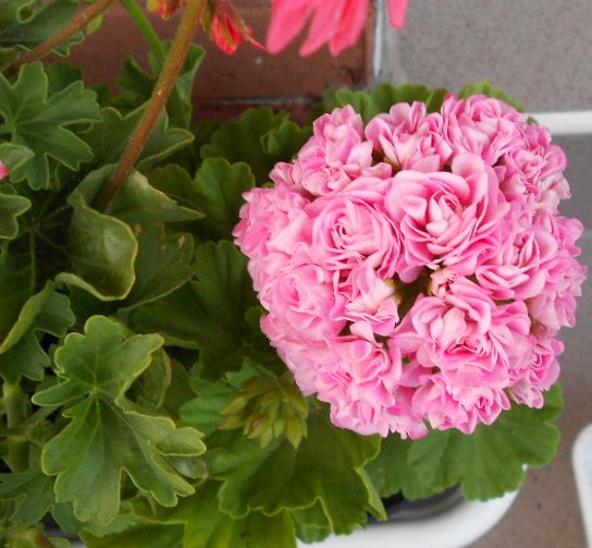 DSCN3993.JPG
