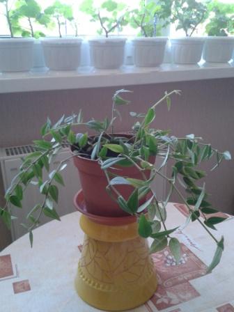 2015-04-08 09.54.05.jpg