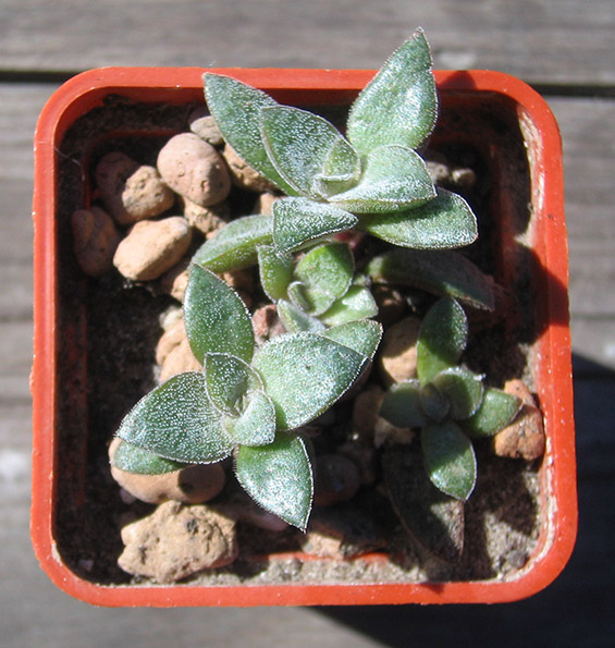 crassula_justi_corderoyi_april_2015.jpg
