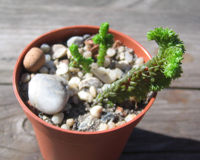 crassula_Crassula_lycopodioides_cristata_april_2015.jpg