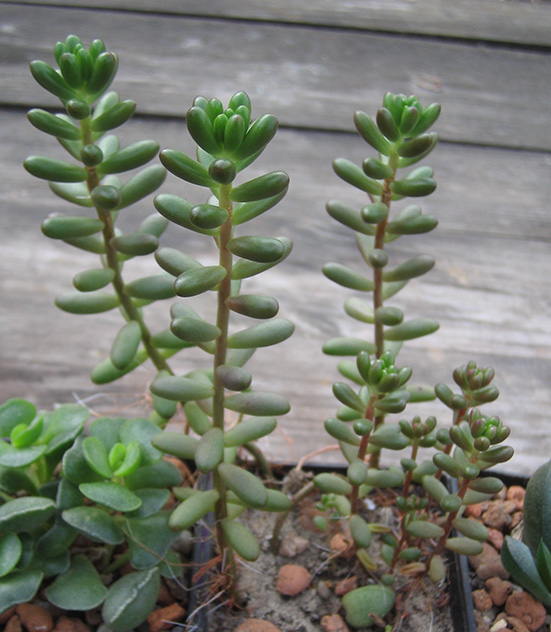 Sedum_rubrotinktum_april_2015.jpg