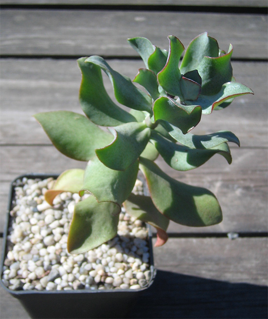 crassula_ovata_BB_april_2015.jpg