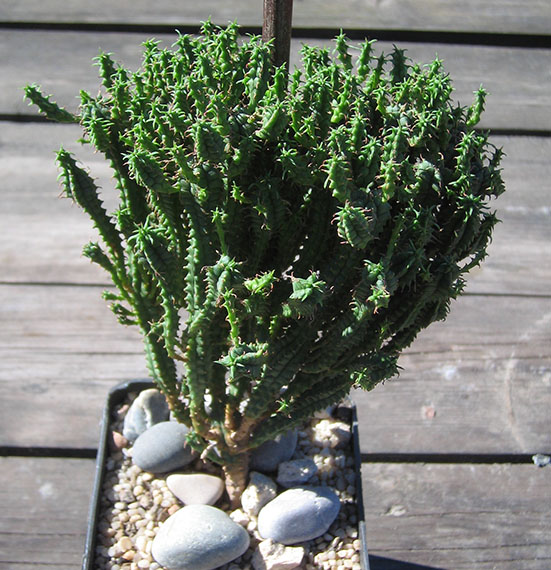 Euphorbia_mammillaris _april_2015.jpg