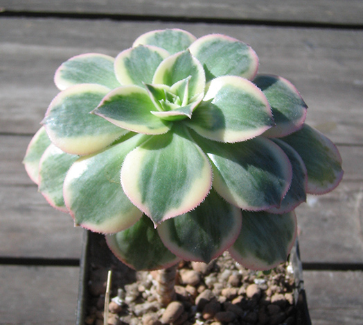 Aeonium_april_2015.jpg