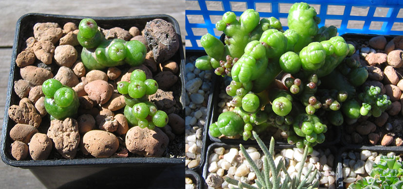 M_Bokasana_cv_Fred_crastata_april_2015.jpg