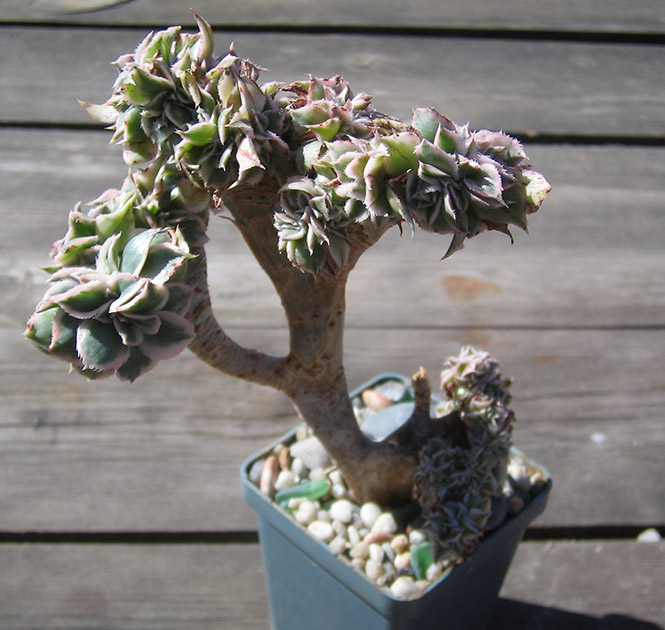 Aeonium_Sunburst_2_2015.jpg