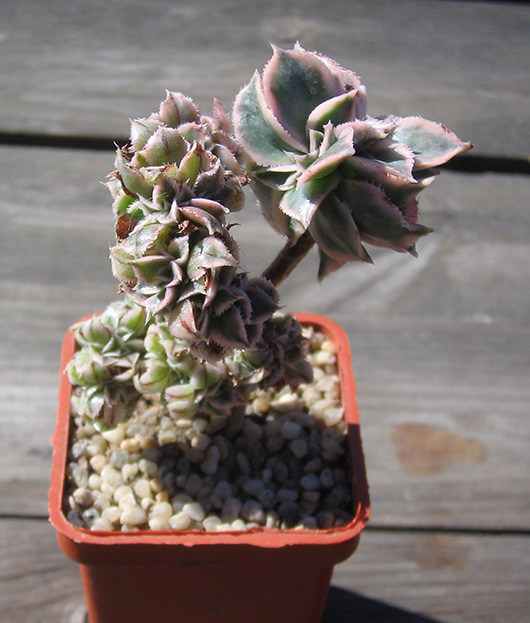 Aeonium_Sunburst_2015.jpg