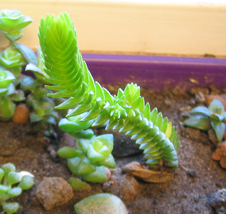 Crassula_jacobseniana_april_2015.jpg