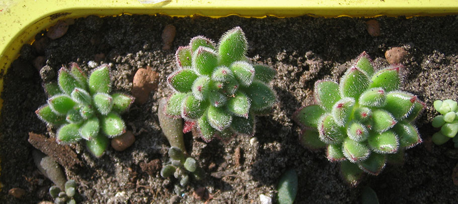Echeveria_Set_Oliver_april_2015.jpg