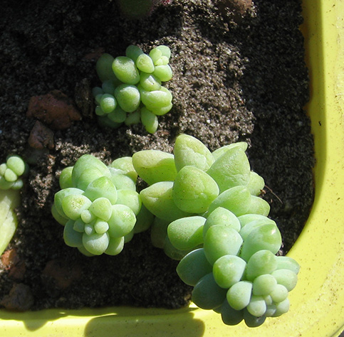 Sedum_april_2015.jpg