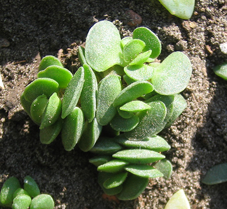 Adromischus_3_april_2015.jpg