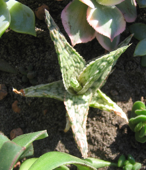 Aloe_april_2015.jpg
