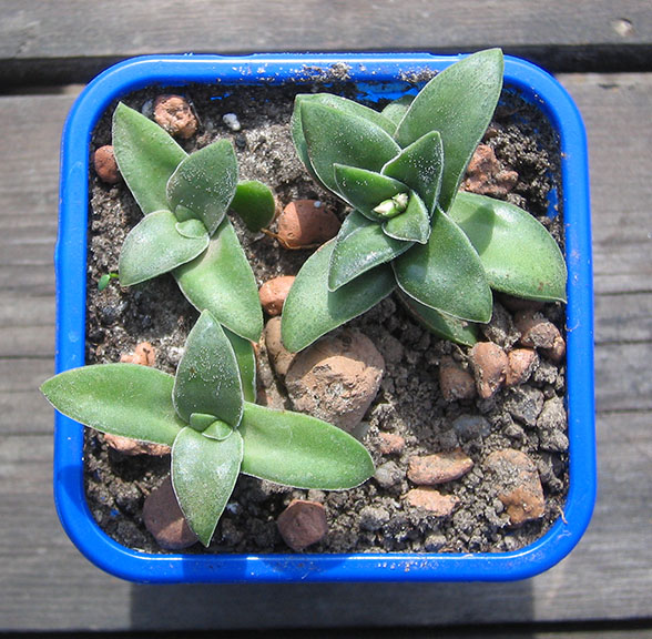 crassula_ Springtime_april_2015.jpg