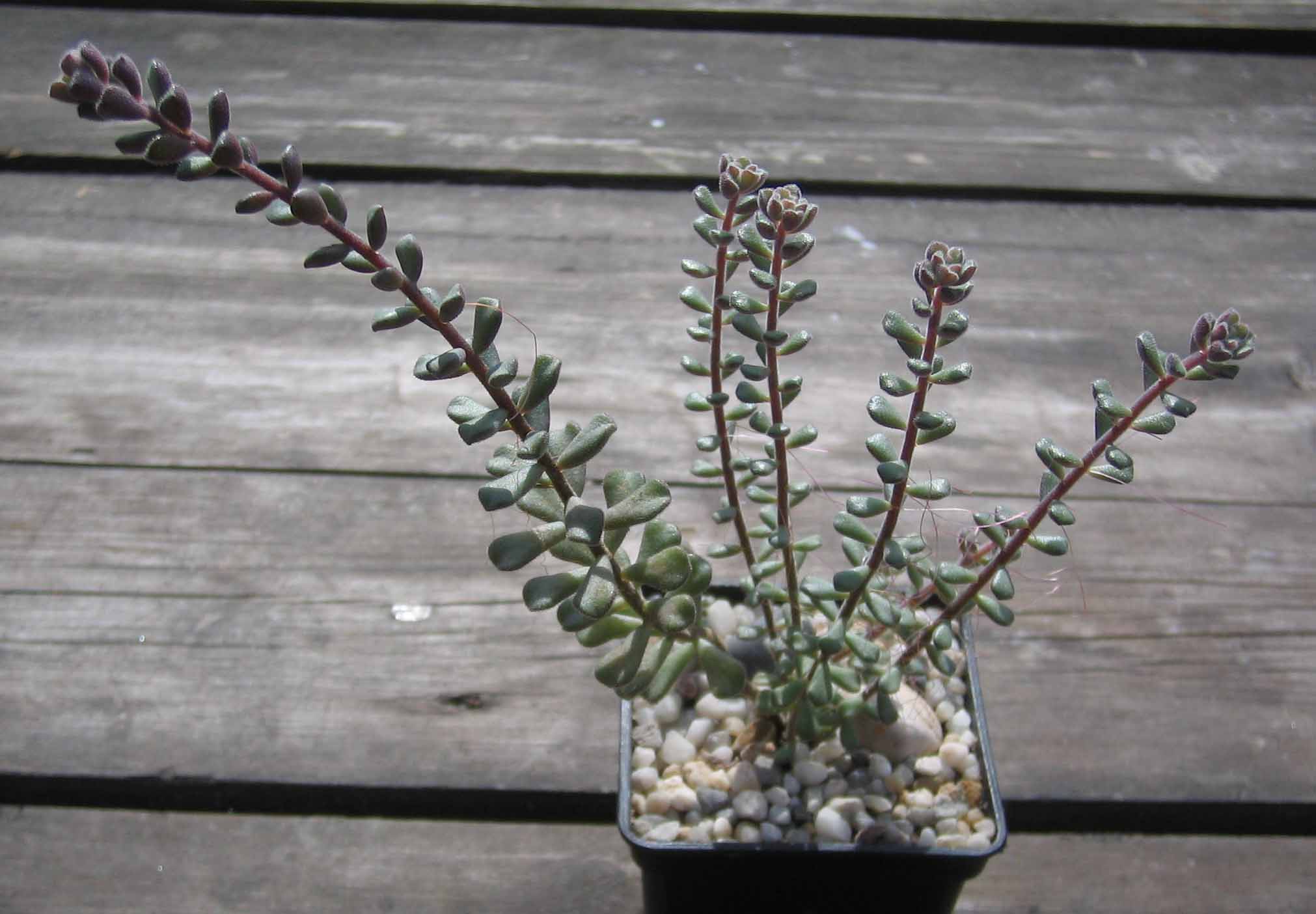 Sedum_chontalense_april_2015.jpg