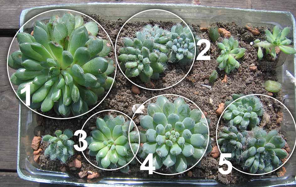 Echeveria_Rundelii_small_april_2015.jpg