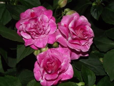 Stardust Pink 1.jpg