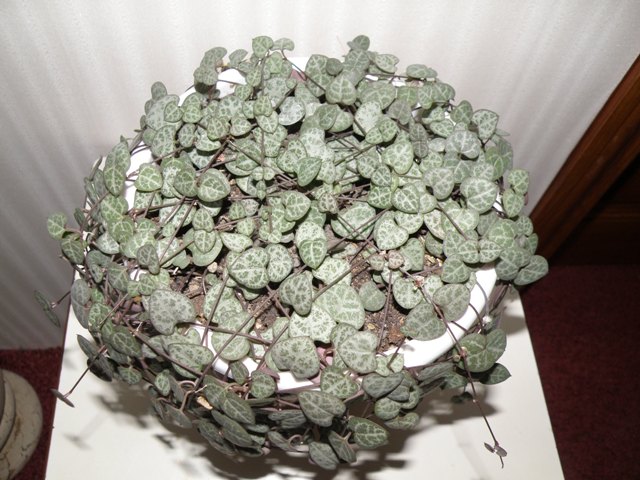 P2030322.JPG