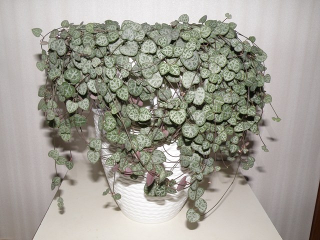 P2030325.JPG