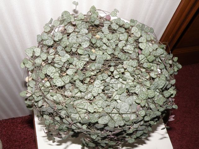P2030329.JPG