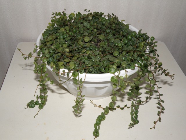 P2080351.JPG