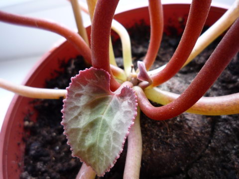 P1060249k.jpg