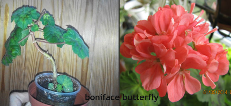 boniface butterfly.jpg