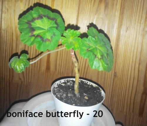 boniface butterfly20.jpg
