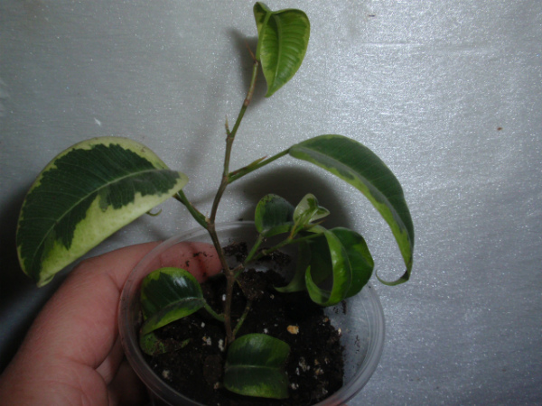 Фикус Бенджамина Барок вариегатный (Ficus benjamina Barok Variegata).JPG