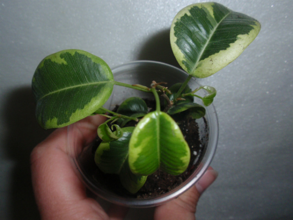 Фикус Бенджамина Барок вариегатный (Ficus benjamina Barok Variegata) (2).JPG