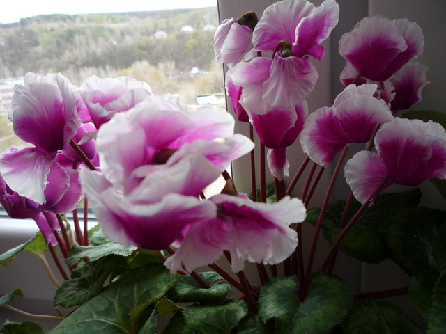 P1060270к.jpg