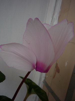 P1060289к.jpg