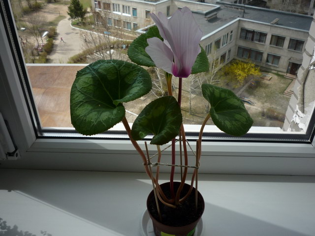 P1060257k.jpg