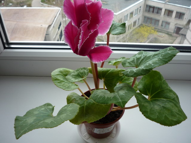 P1060260k.jpg