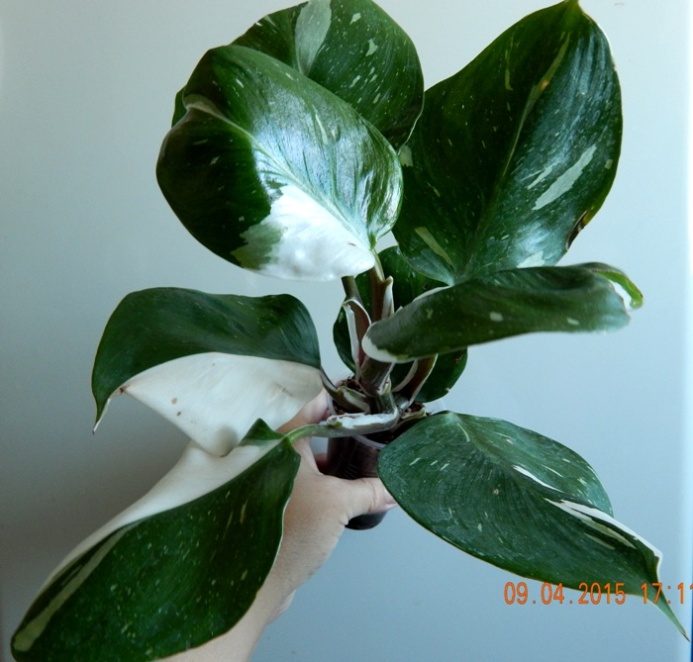 DSCN4017.JPG