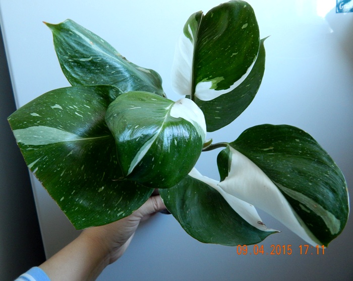 DSCN4016.JPG