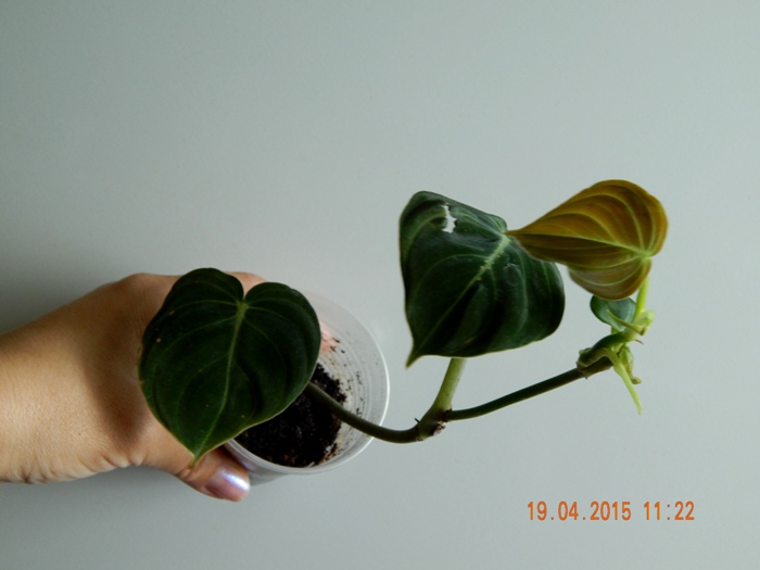 DSCN4067.JPG