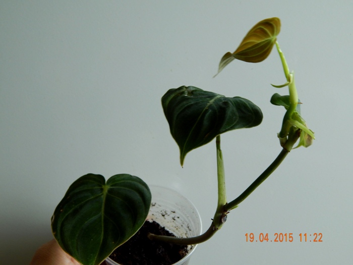 DSCN4066.JPG