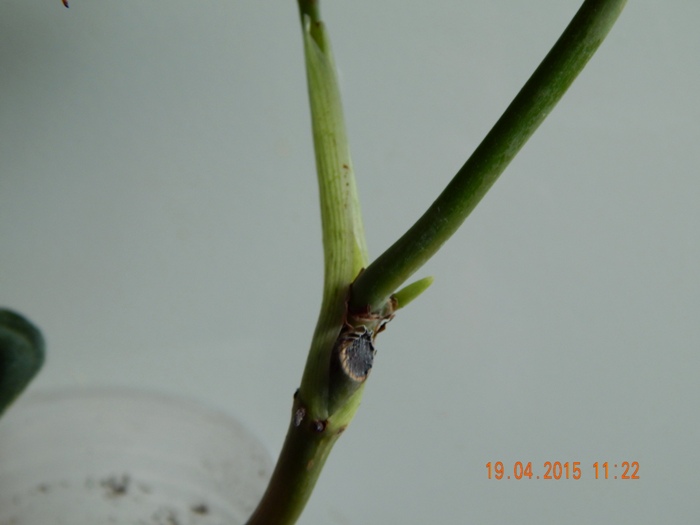 DSCN4065.JPG