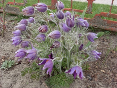 SL386590.JPG