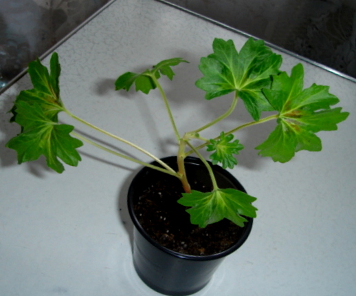 DSC00105.JPG