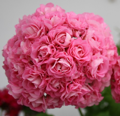 Swanland Pink - Australien Pink Rosebud.jpg